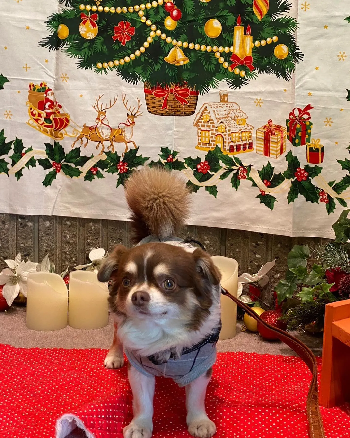 ご来店してくださったお客様とわんちゃん🐶🐾