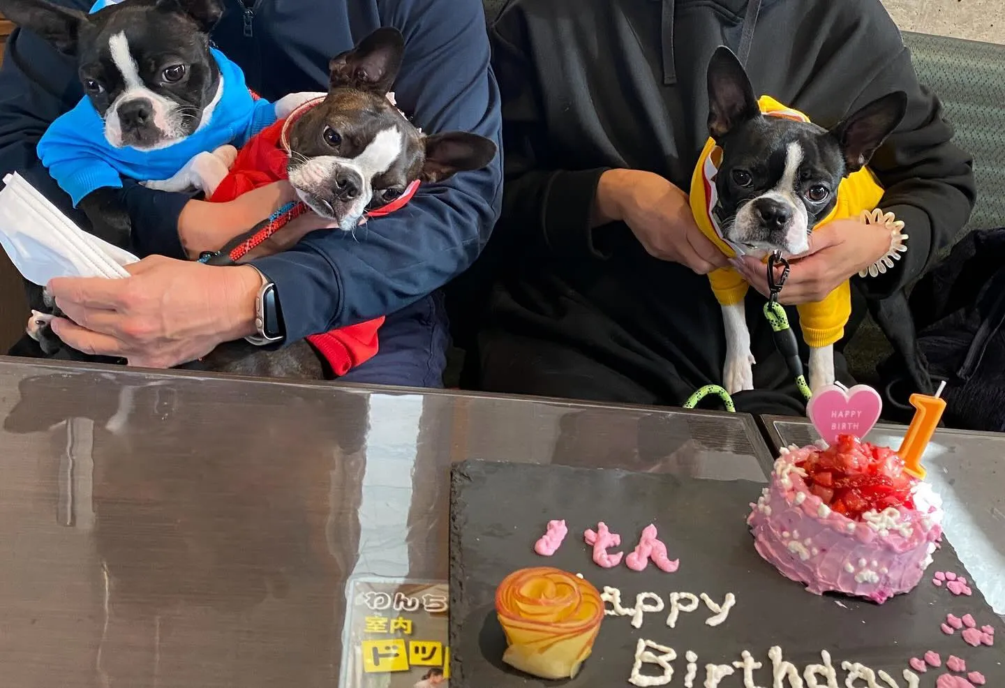 以前ご来店頂いた3匹のフレンチブルドッグちゃん達❤️