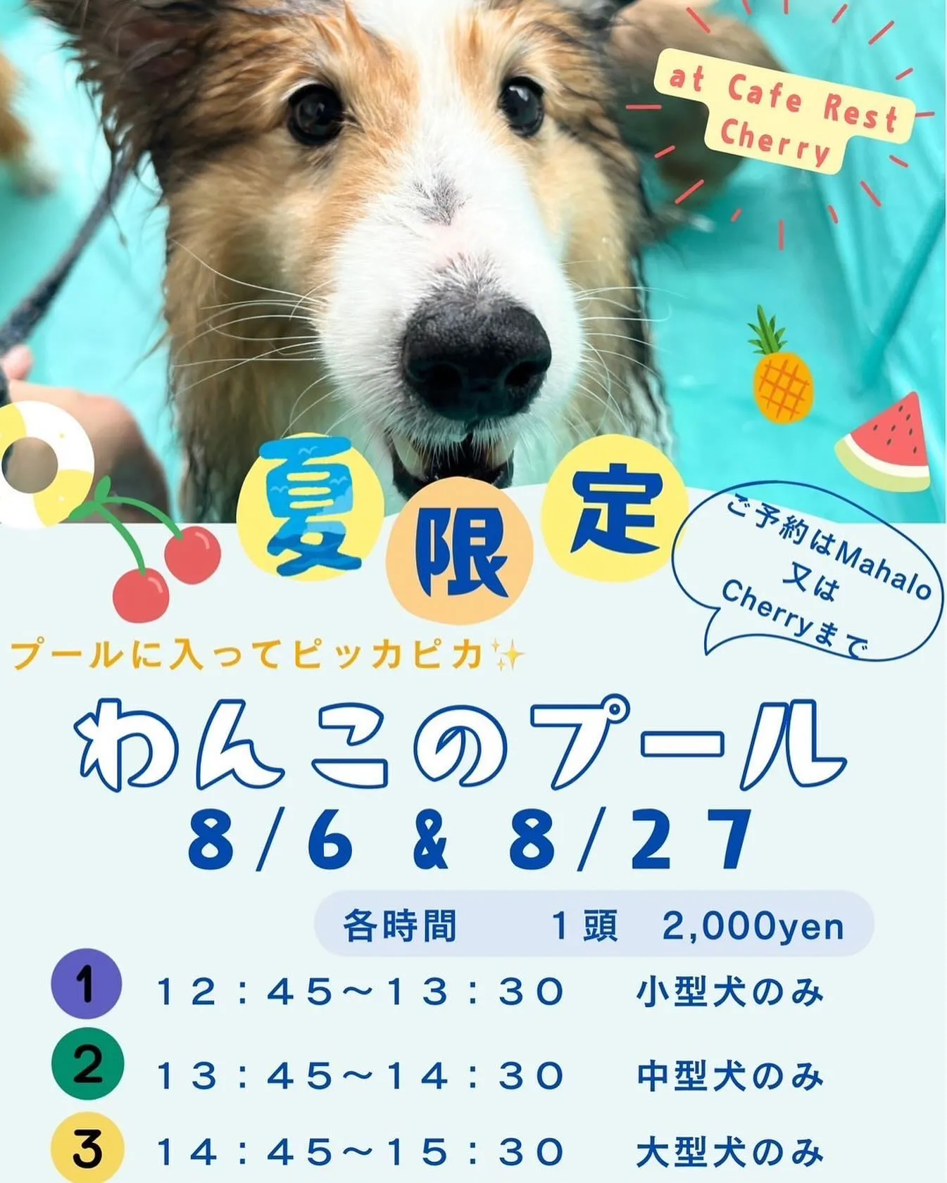 わんこのプール、あす、火曜日、開催します！