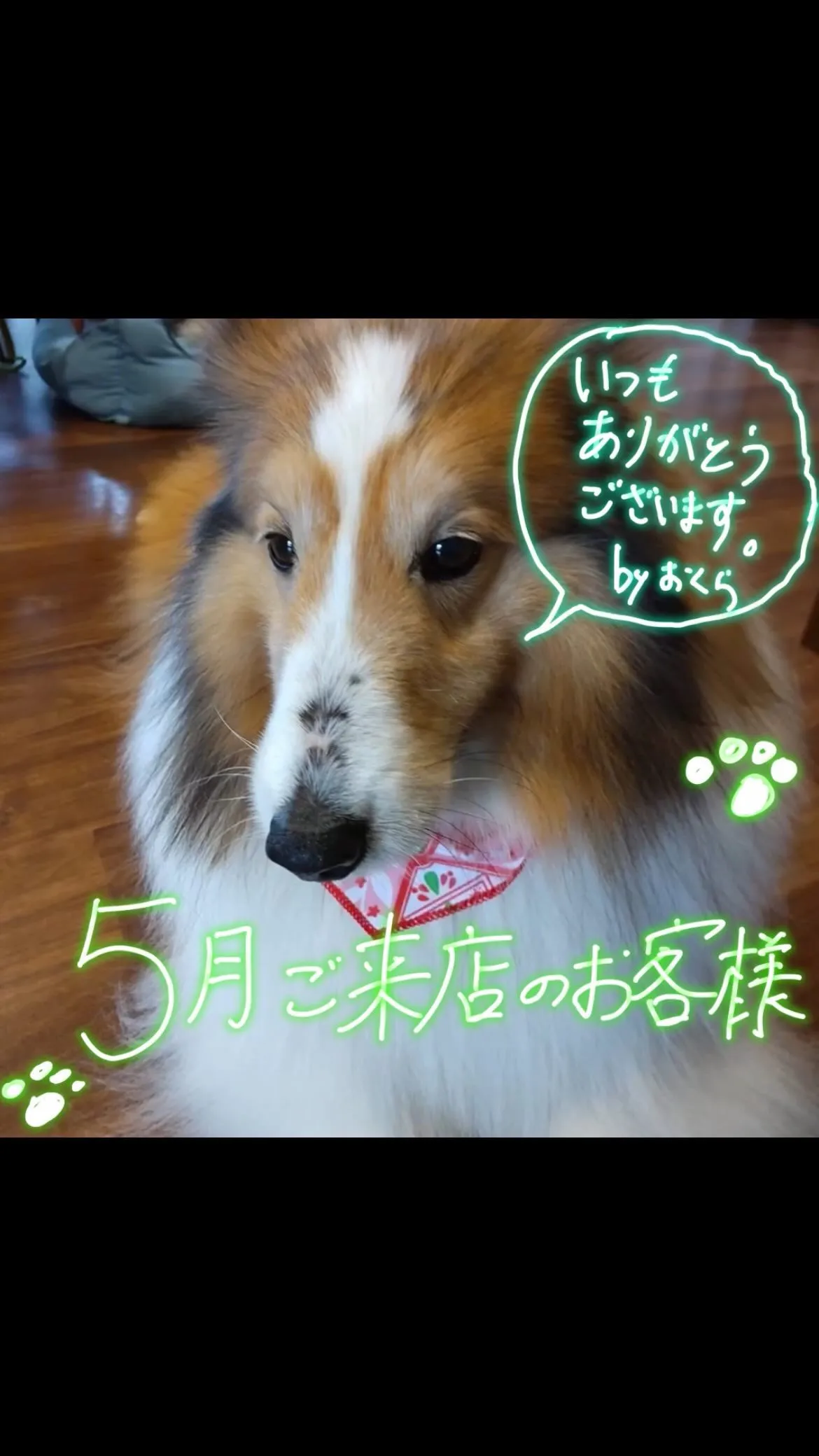 【5月のお客様🐶のお写真】