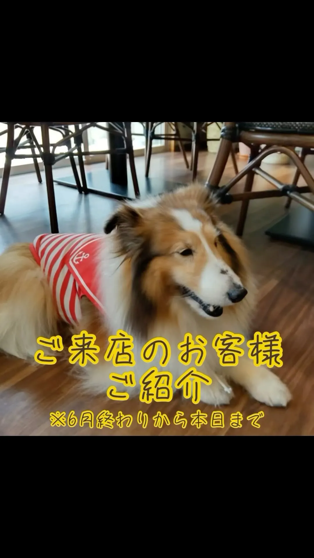 【お客様🐶のお写真】