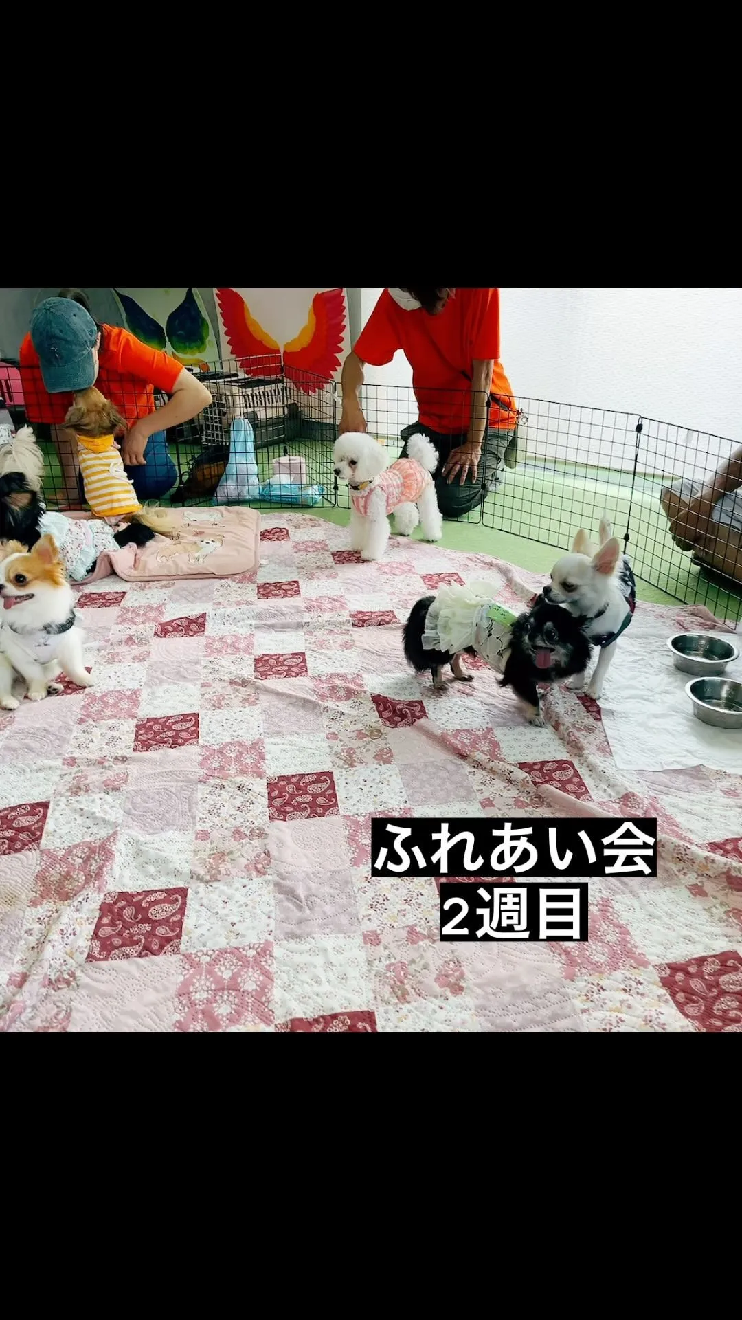 今日はハッピー犬屋敷さんのふれあい会